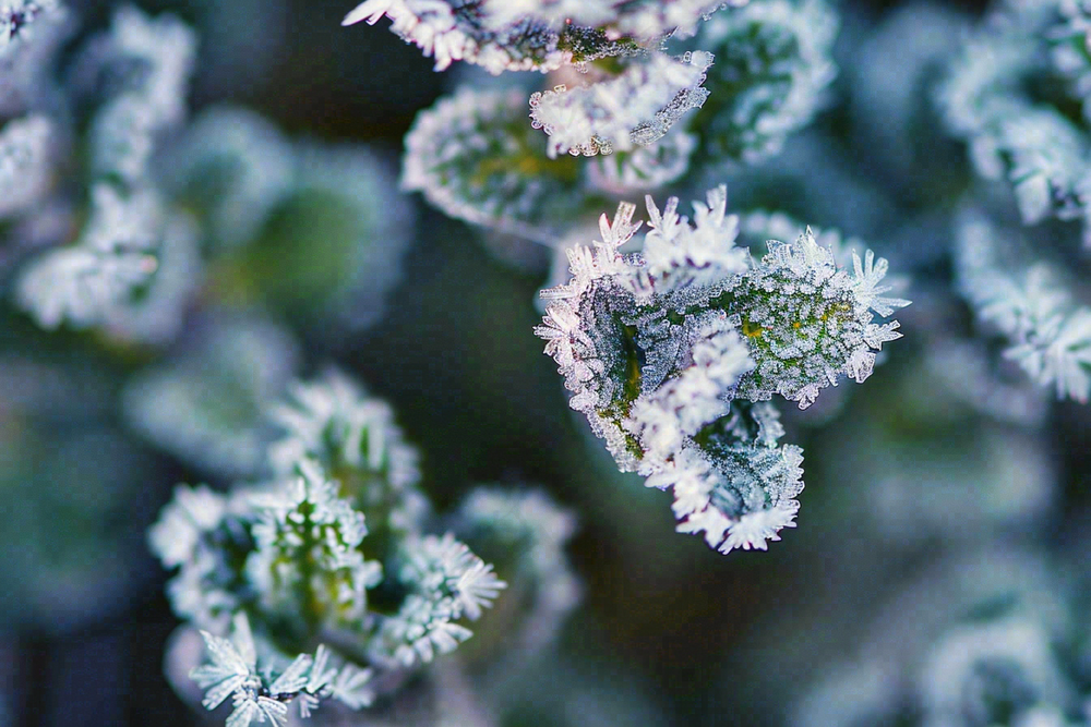 冬季植物叶片上的白色雪霜霜降小寒寒露摄影图