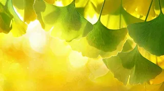 秋天美景银杏叶阳光唯美立秋摄影图