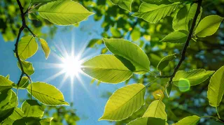 春夏绿荫蓝天阳光摄影图