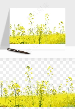 油菜花田png免抠