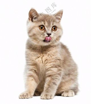 可爱小猫萌宠宠物动物免抠