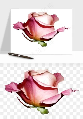 复古鲜花玫瑰png免抠