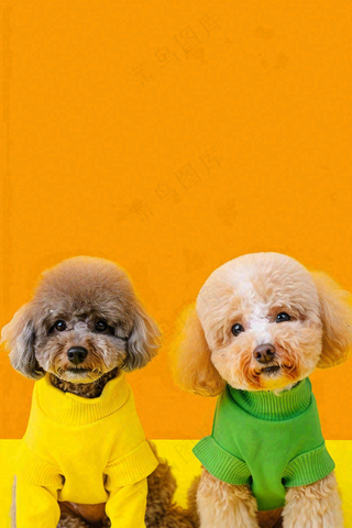 宠物常识宠物攻略猫狗卡通插画背景