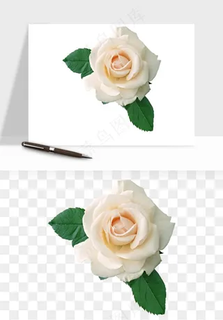 白玫瑰花枝花束png免抠