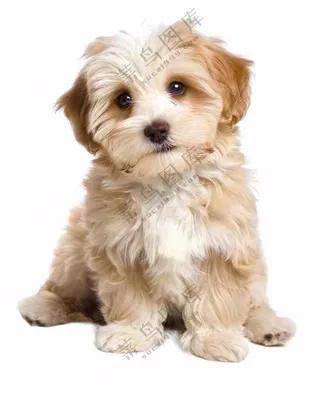 可爱小狗萌宠宠物动物免抠