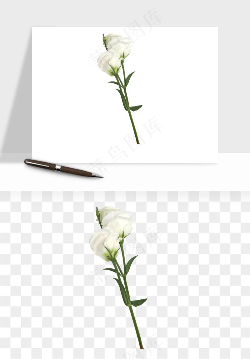 白玫瑰花枝花束png免抠