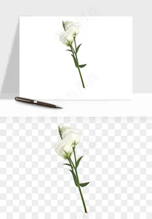 白玫瑰花枝花束png免抠