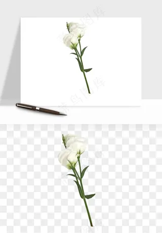 白玫瑰花枝花束png免抠