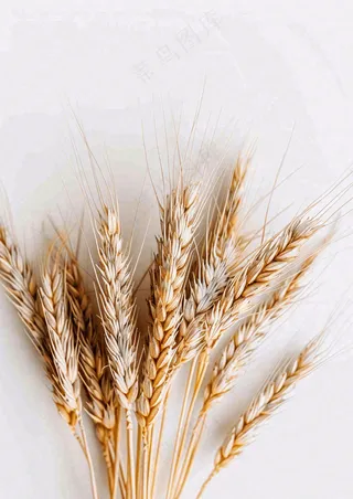 秋天小麦麦穗粮食芒种立秋秋分摄影图