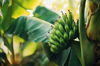 香蕉树芭蕉叶青香蕉水果摄影图