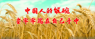 农业宣传喷绘小麦粮食