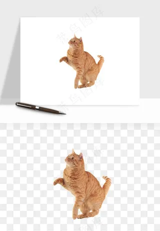 猫咪喵星人狗狗宠物元素png免抠