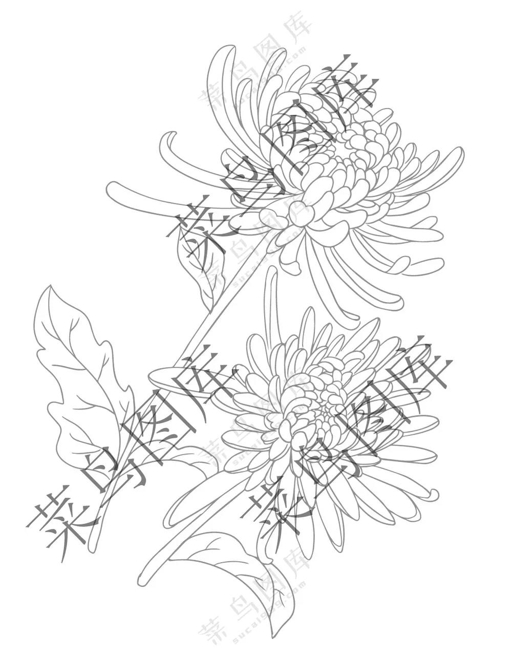 菊花矢量素描图