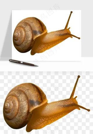 蜗牛动物png免抠