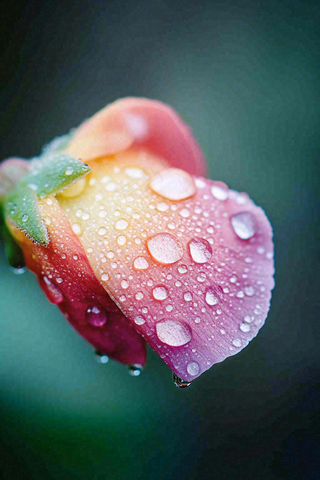 春天盛开的花朵露水雨水寒露摄影图