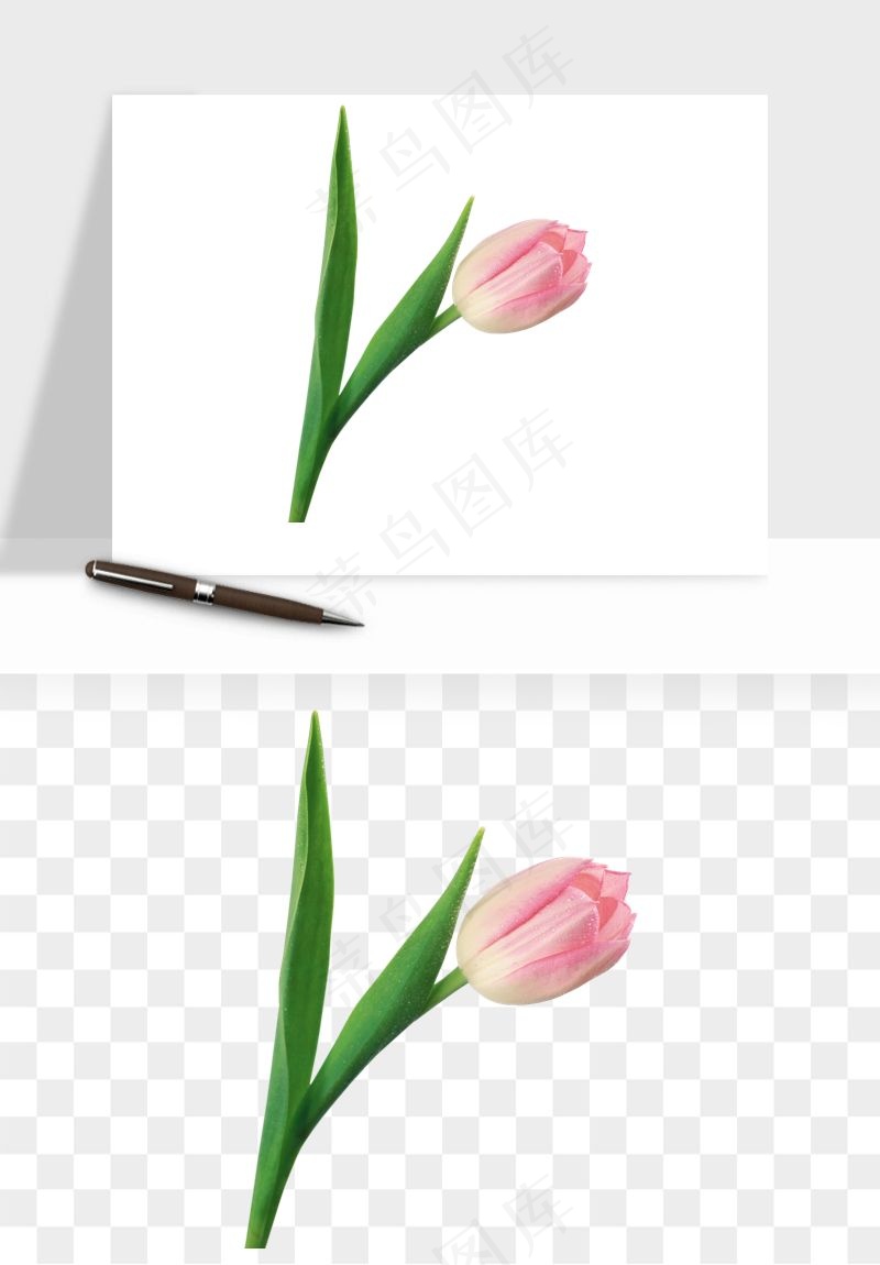 荷兰郁金香鲜花png免抠