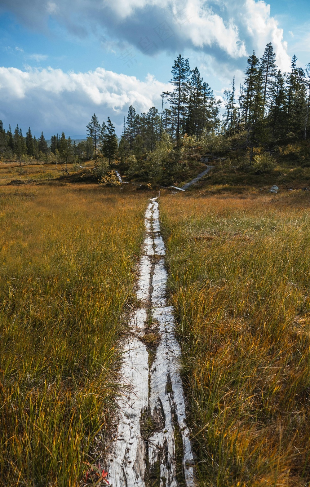 秋日湿地小径，静谧自然之旅