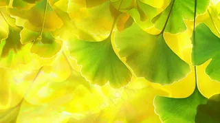 秋天美景银杏叶阳光唯美立秋摄影图