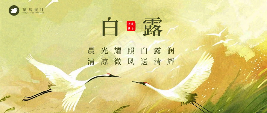 白露公众号首图