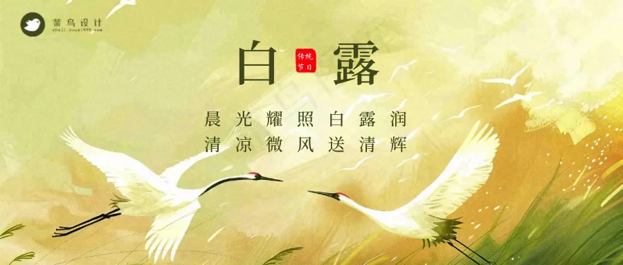 白露公众号首图