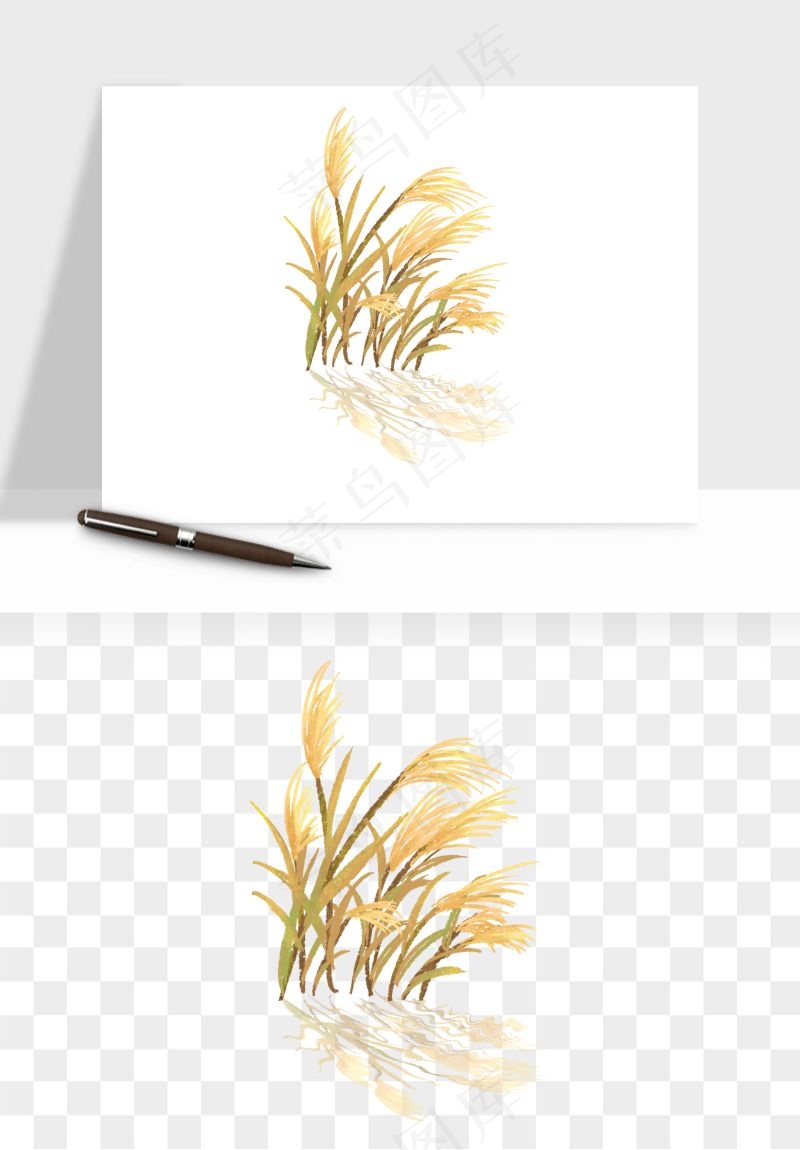 植物芦苇蒲苇香蒲png免抠