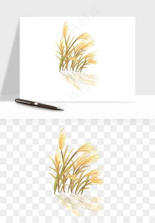 植物芦苇蒲苇香蒲png免抠