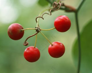 新鲜水果摄影图片 (28)