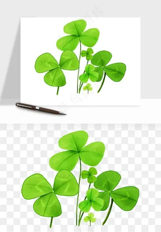 手绘四叶草幸运植物png免抠