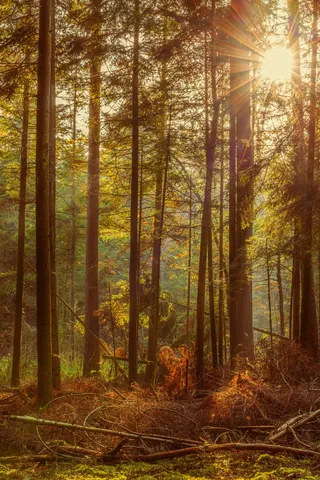 秋日森林晨光：暖色调自然风景摄影