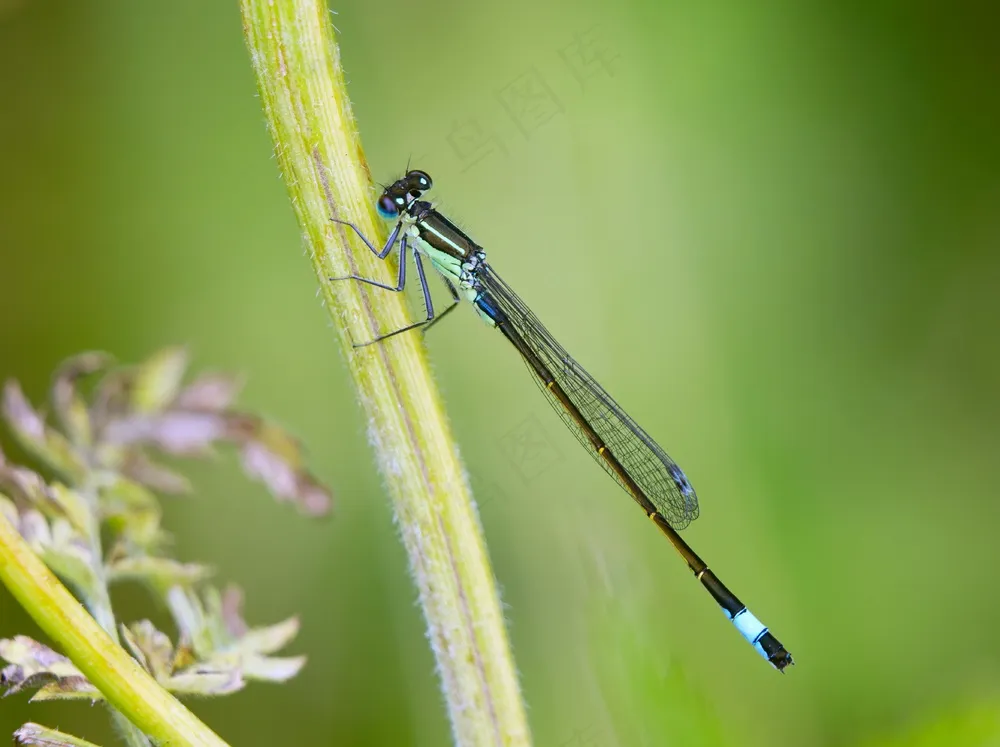 翠绿纤蜓映草丛