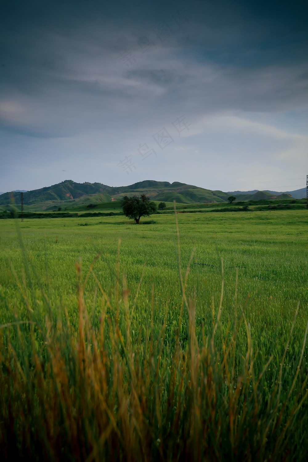 绿野孤树待雨图