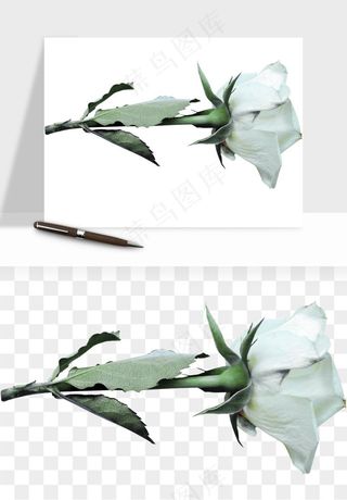白玫瑰花枝花束png免抠