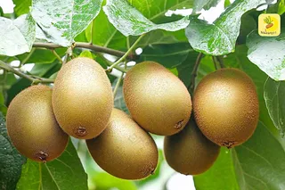 新鲜水果猕猴桃摄影图