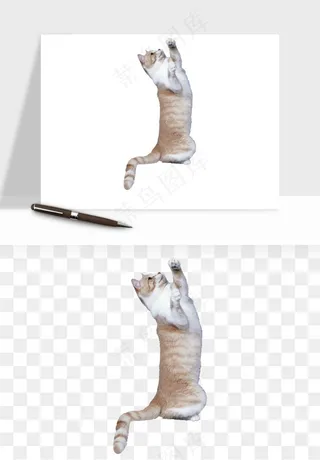 猫咪喵星人狗狗宠物元素png免抠