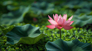 夏日荷花荷叶夏至小暑大暑摄影图