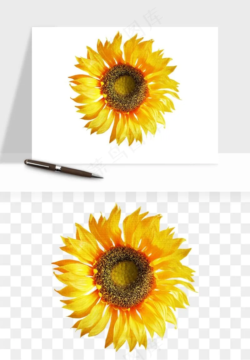 向日葵太阳花卉png免抠
