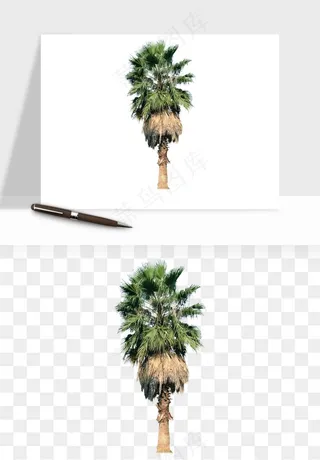 棕榈树椰树png免抠