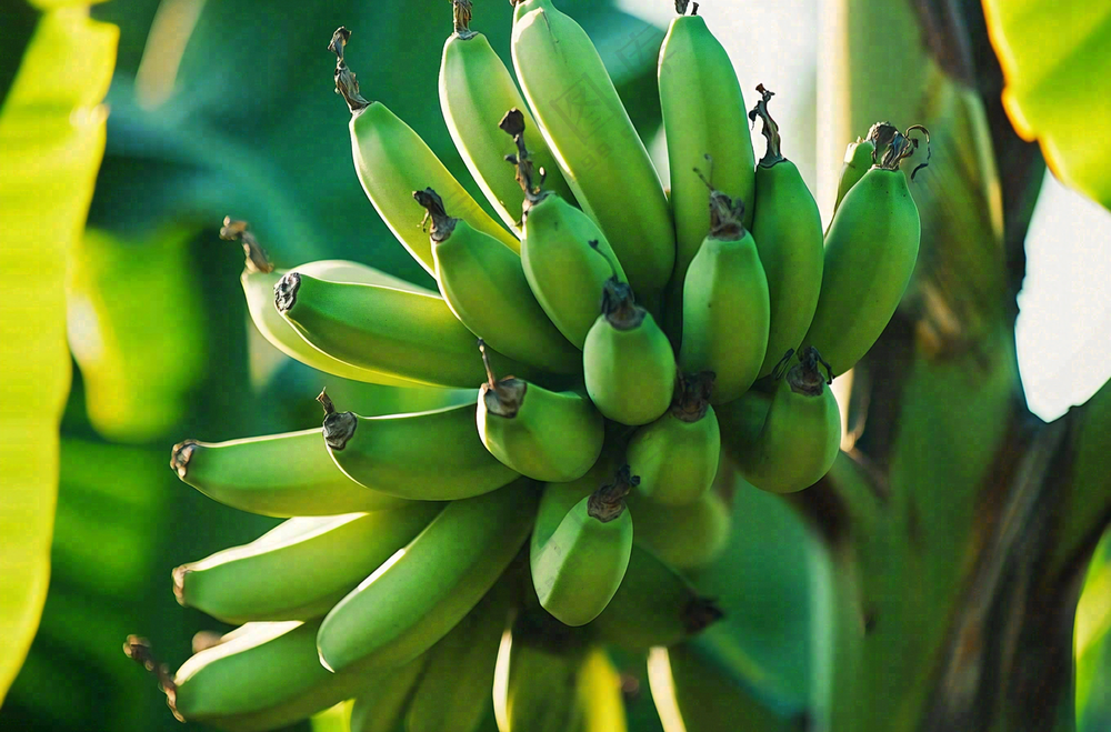 香蕉树芭蕉叶青香蕉水果摄影图