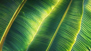 香蕉树芭蕉叶绿色植物摄影图