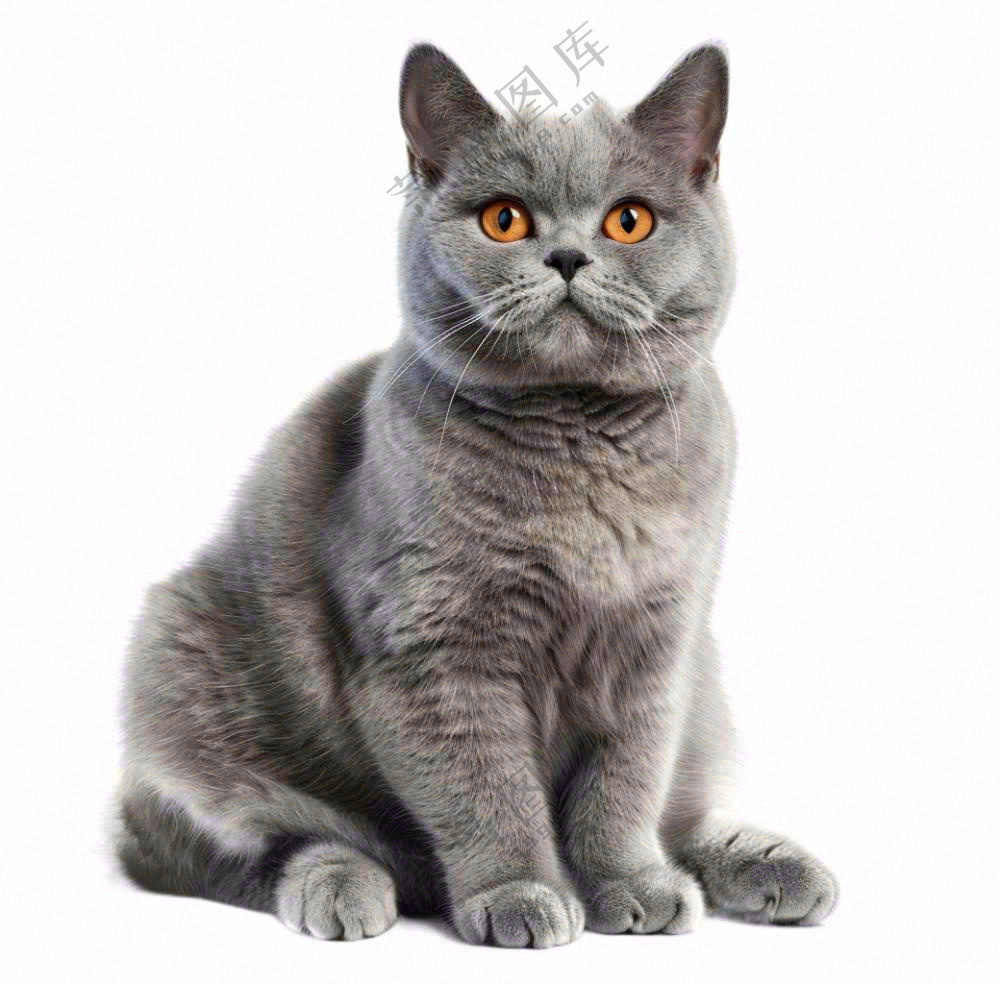 可爱小猫萌宠宠物动物免抠