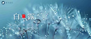 白露公众号首图