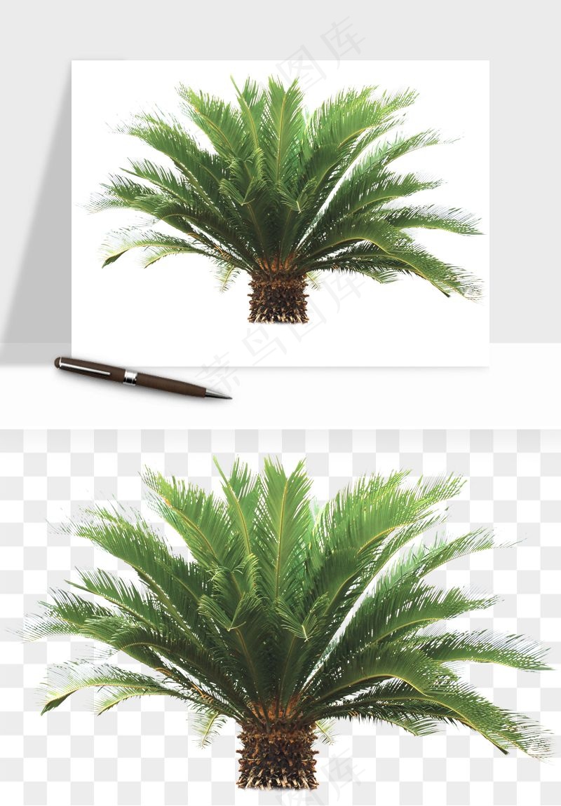 棕榈树椰树png免抠