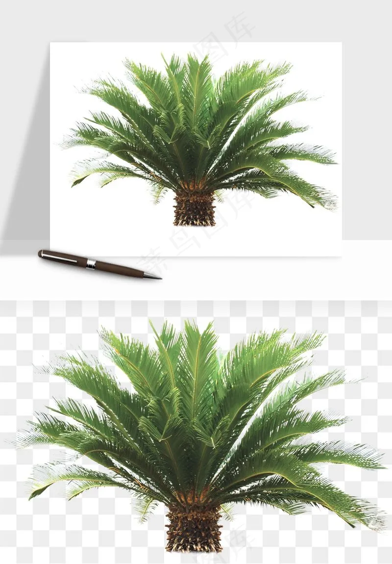 棕榈树椰树png免抠