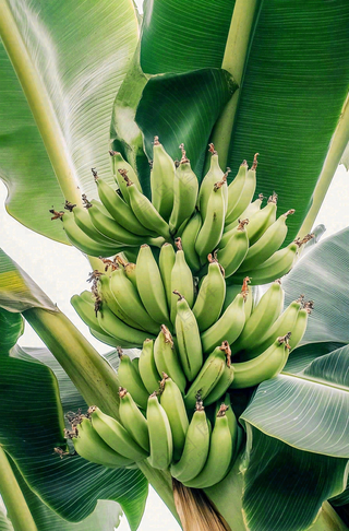 香蕉树芭蕉叶青香蕉水果摄影图