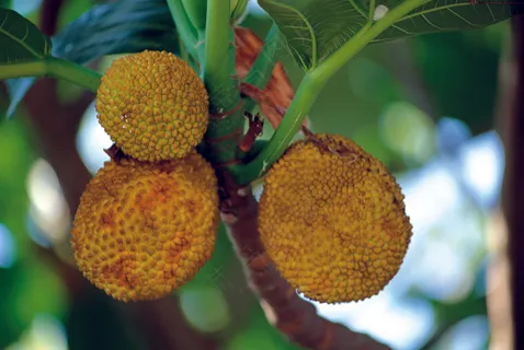 新鲜水果摄影图片 (12) 新鲜水果摄影图片 (12)