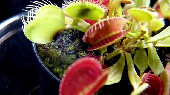 捕蝇草 捕蝇草盆栽 食虫植物 食苍草