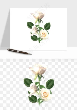 白玫瑰花枝花束png免抠