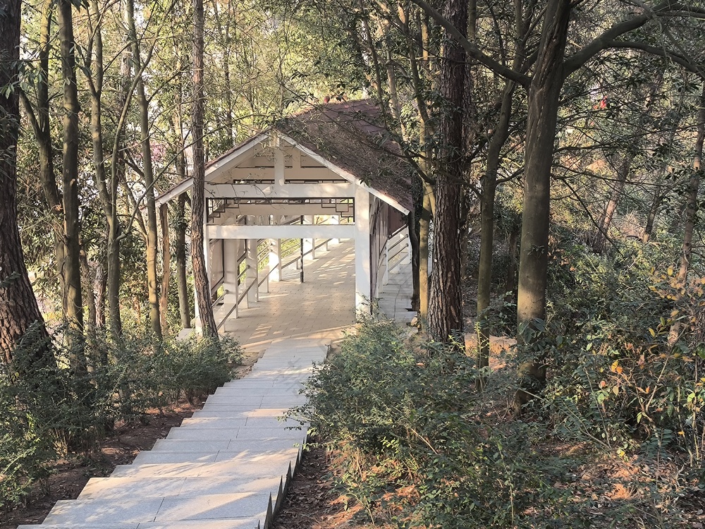 树林间长廊