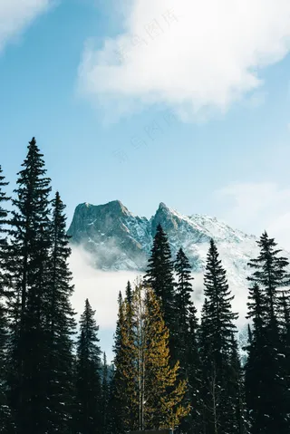 静谧针叶林，雪覆蓝山映秋黄