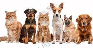 萌宠宠物猫狗合集免抠